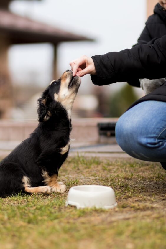 Cuánto cuesta mantener un perro al año VMV