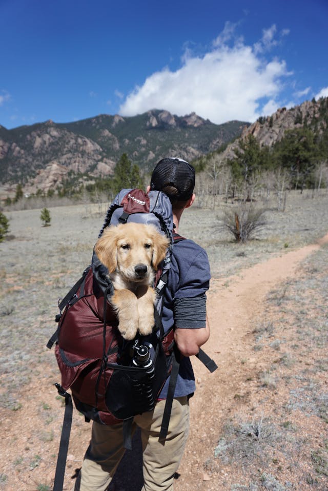 Persona viajando con su mascota